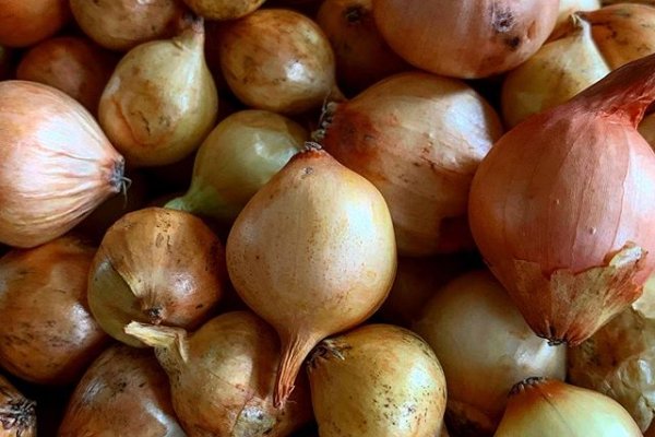 Кракен актуальная ссылка на сегодня